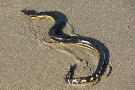 The yellow-bellied sea snake usually swims in tropical waters but this week one made its way to the California shore