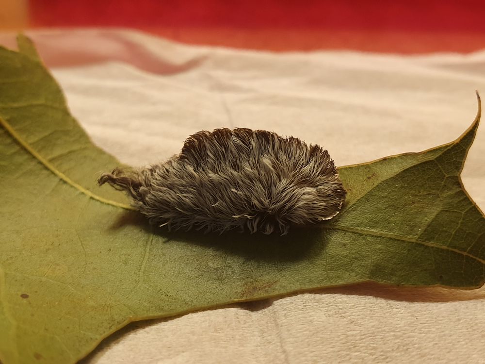 Caterpillar on a leaf