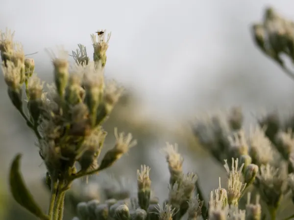 Sitting Atop the Floral Canopy thumbnail