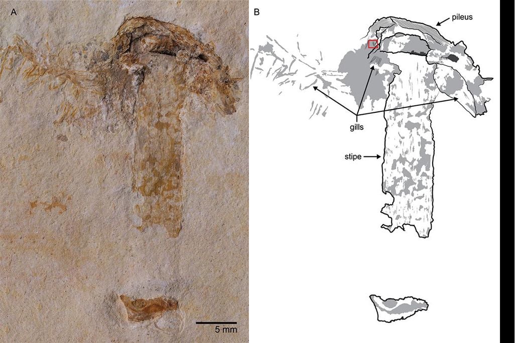 Musrhoom fossil.jpg