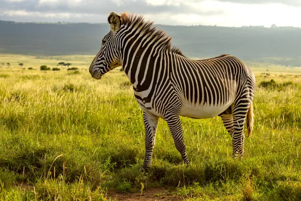 Solo Stripes thumbnail