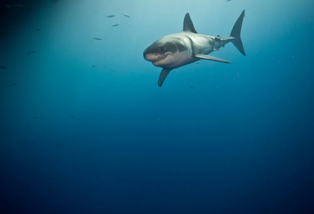 Guadalupe White Shark