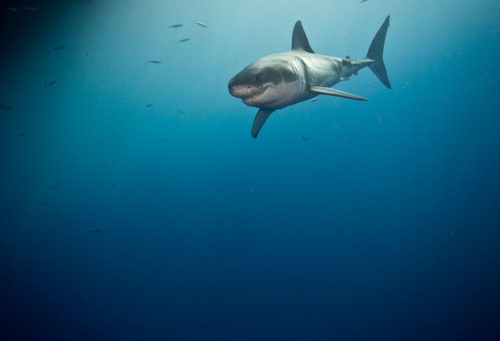 Guadalupe White Shark