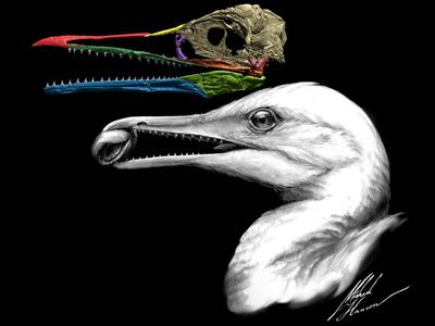 Fossil reconstruction and illustration of Ichthyornis dispar.