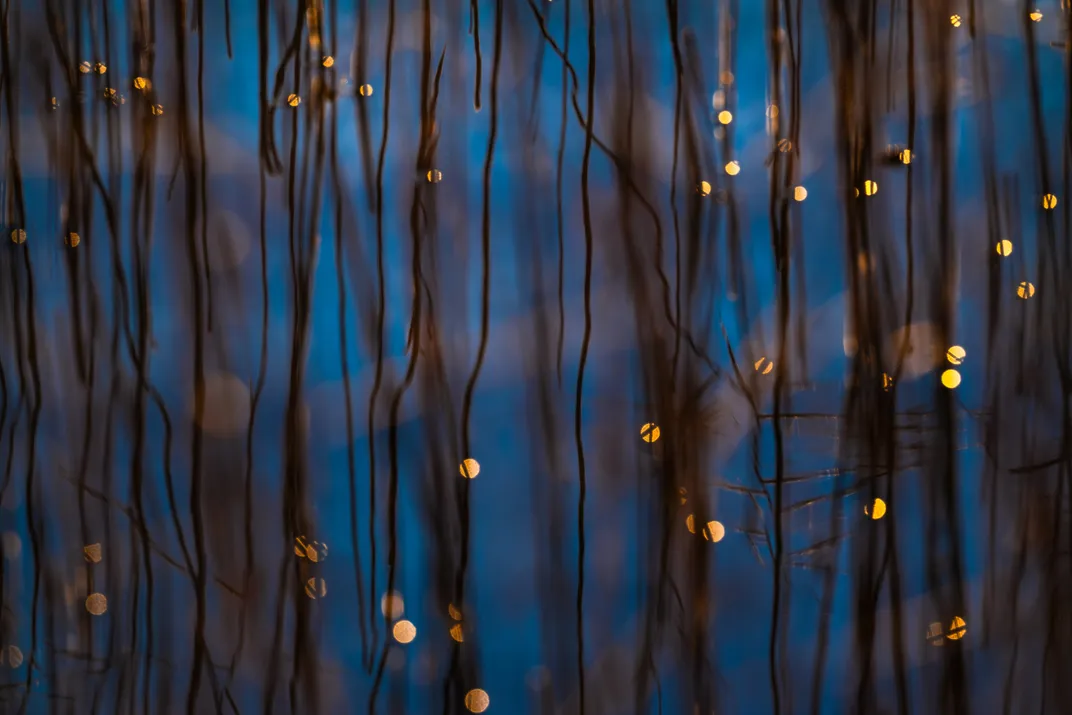 brown reeds over water with little spheres of yellow light reflecting off them