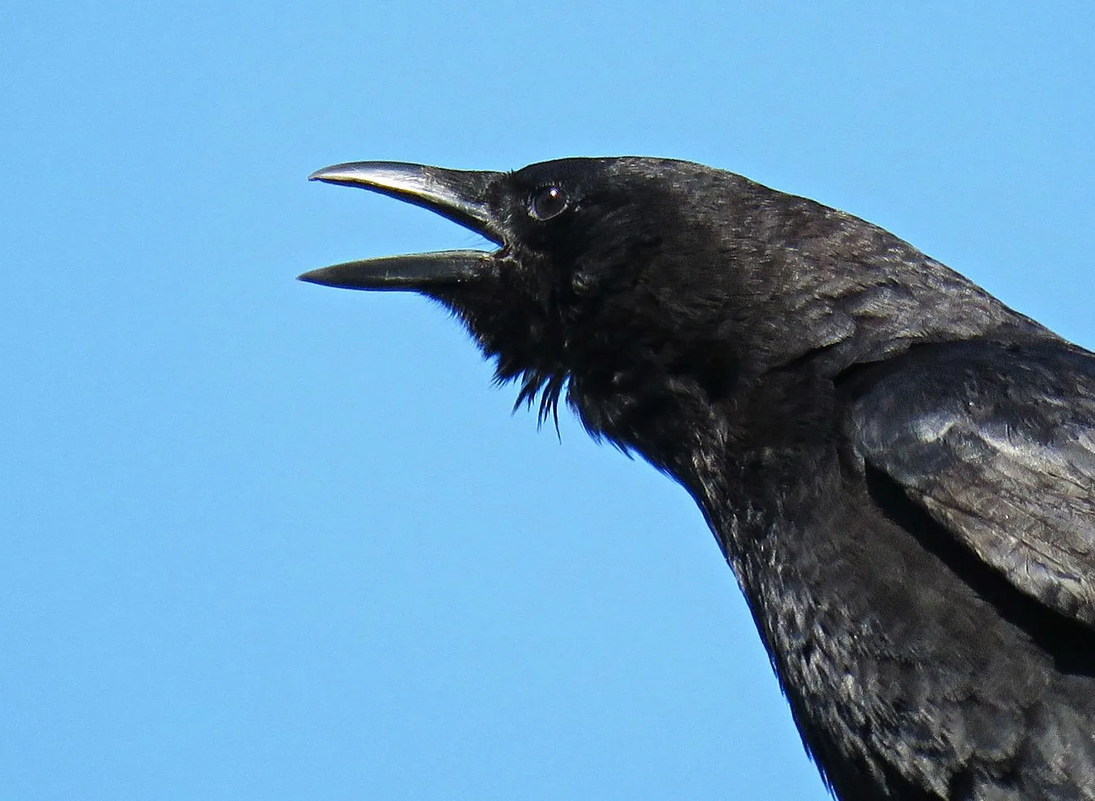 Crows Are Even Smarter Than We Thought | Air & Space Magazine| Smithsonian  Magazine