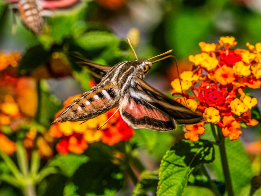 Hummingbird Moth in Loreto | Smithsonian Photo Contest | Smithsonian ...