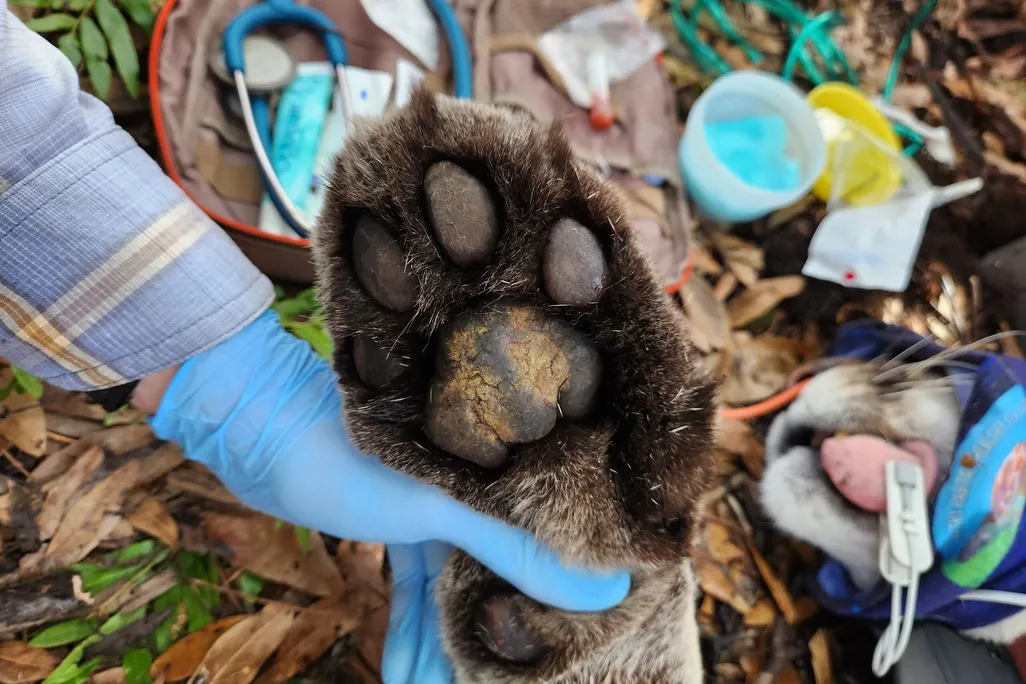 large paw being held by a hand with blue gloves