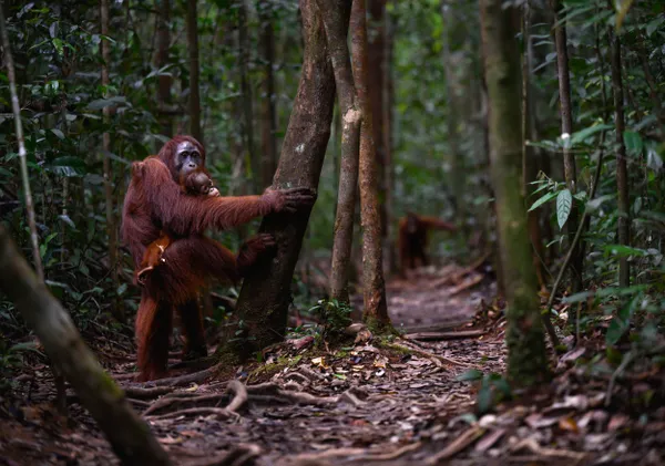 Guardians of the Forest thumbnail