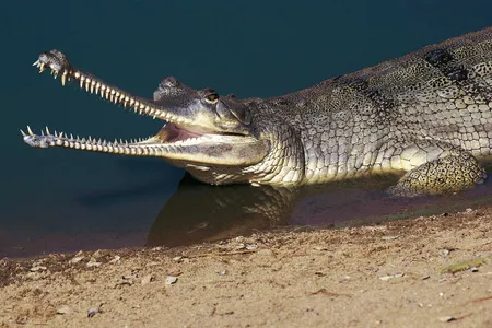 A gharial has the same skull shape as some extinct crocodiles. This skull shape has likely evolved three different times during the history of crocodiles.