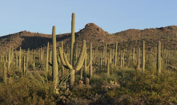 A Cactus grouping in the mountains. Canon 7D Mark II,1/100, f10, ISO 125 thumbnail