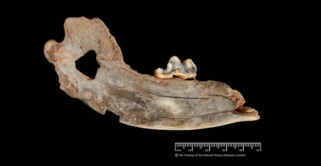 a dog jawbone on a black background