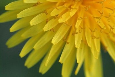 20110520090126Dandelion-by-code-poet_125931849_16e0f261a3-400x266.jpg