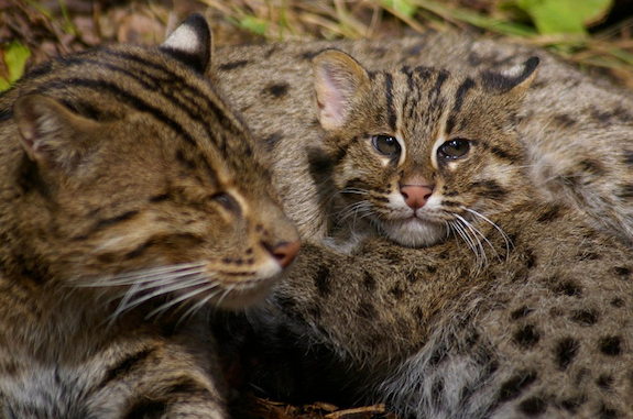 Baby Fishing Cats Up the Zoo’s Cute Factor