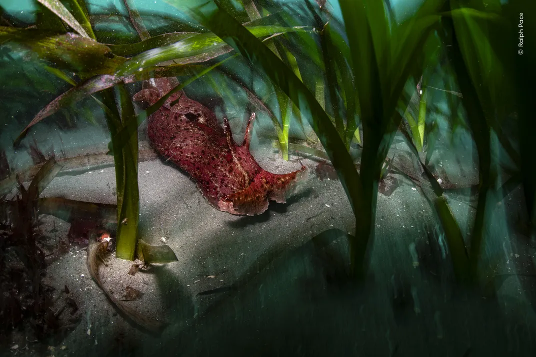 a red sea slug glides through a seagrass meadow