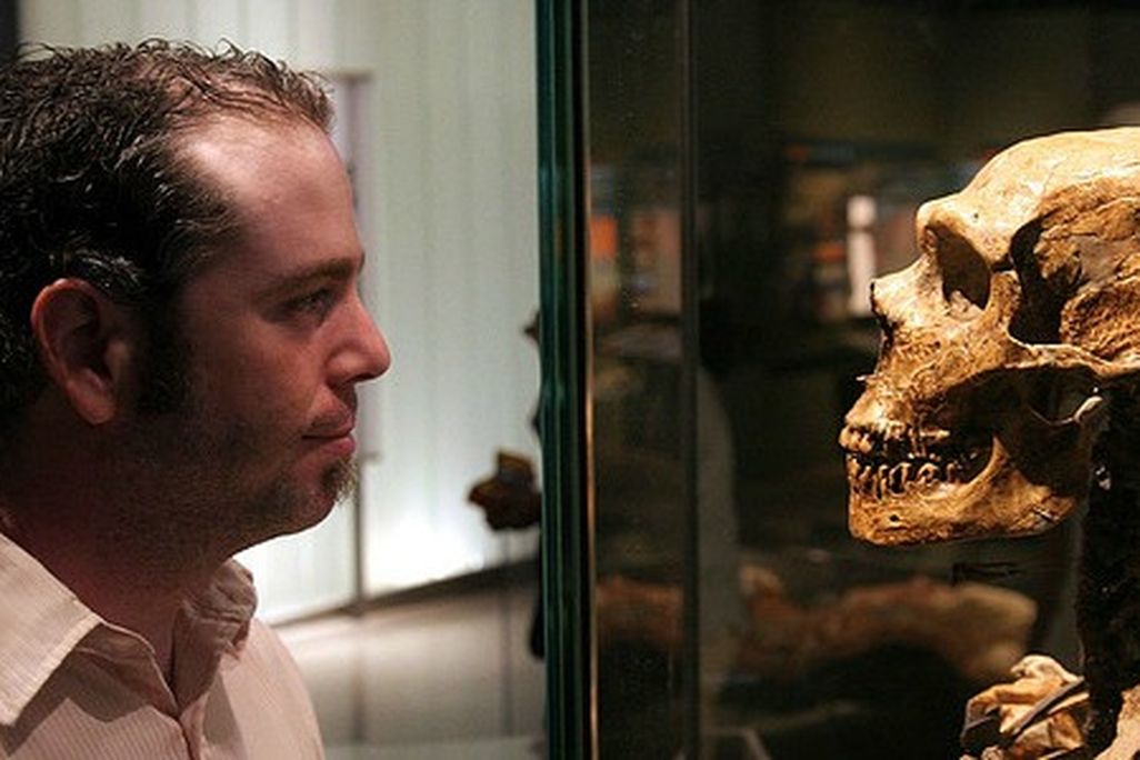 An analysis of virus fossils