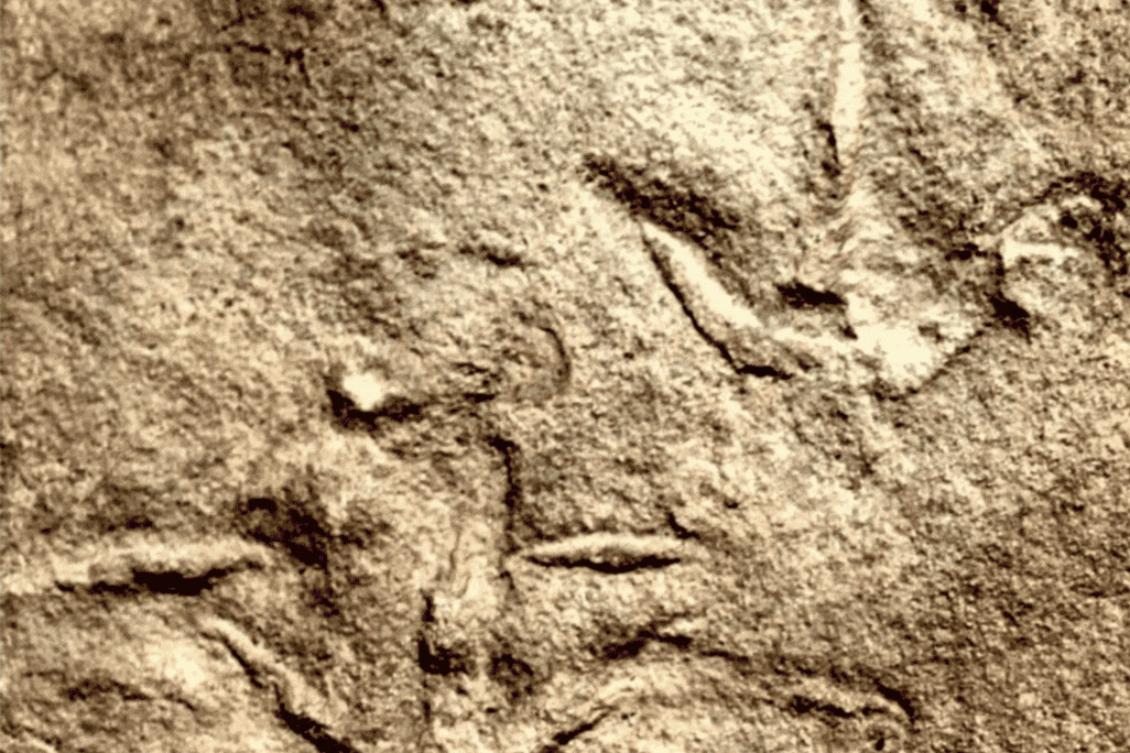 comparison of the prehistoric, bird-like tracks and modern bird tracks shows similarities in print shape