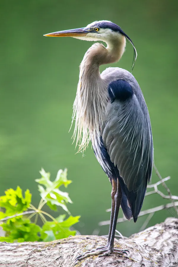 Maryland Heron thumbnail