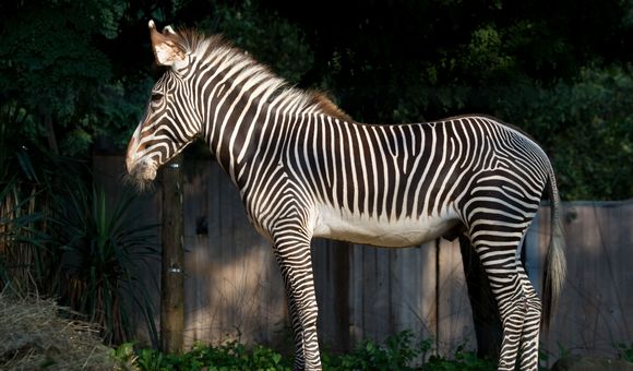12-year-old Grevy's zebra Moyo at the Smithsonian's National Zoo in Washington, D.C.