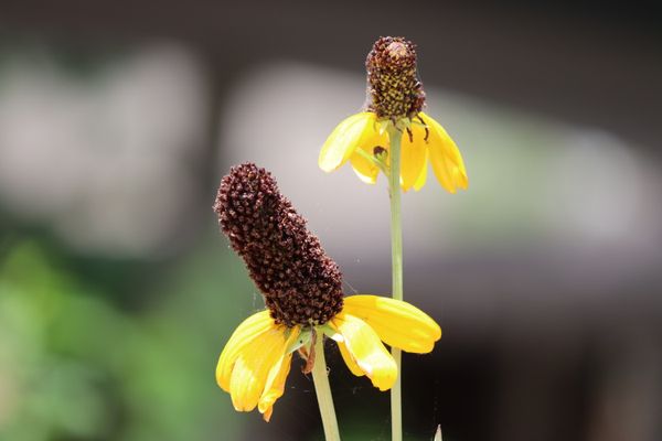 Yellow Flower thumbnail