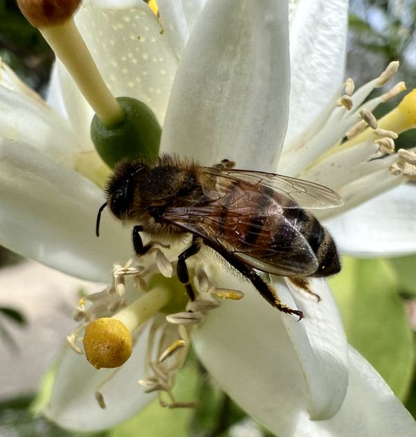 A Honey bee on an Orange blossom thumbnail