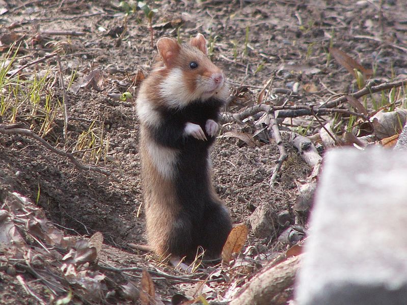 What do hamsters eat in the wild best sale