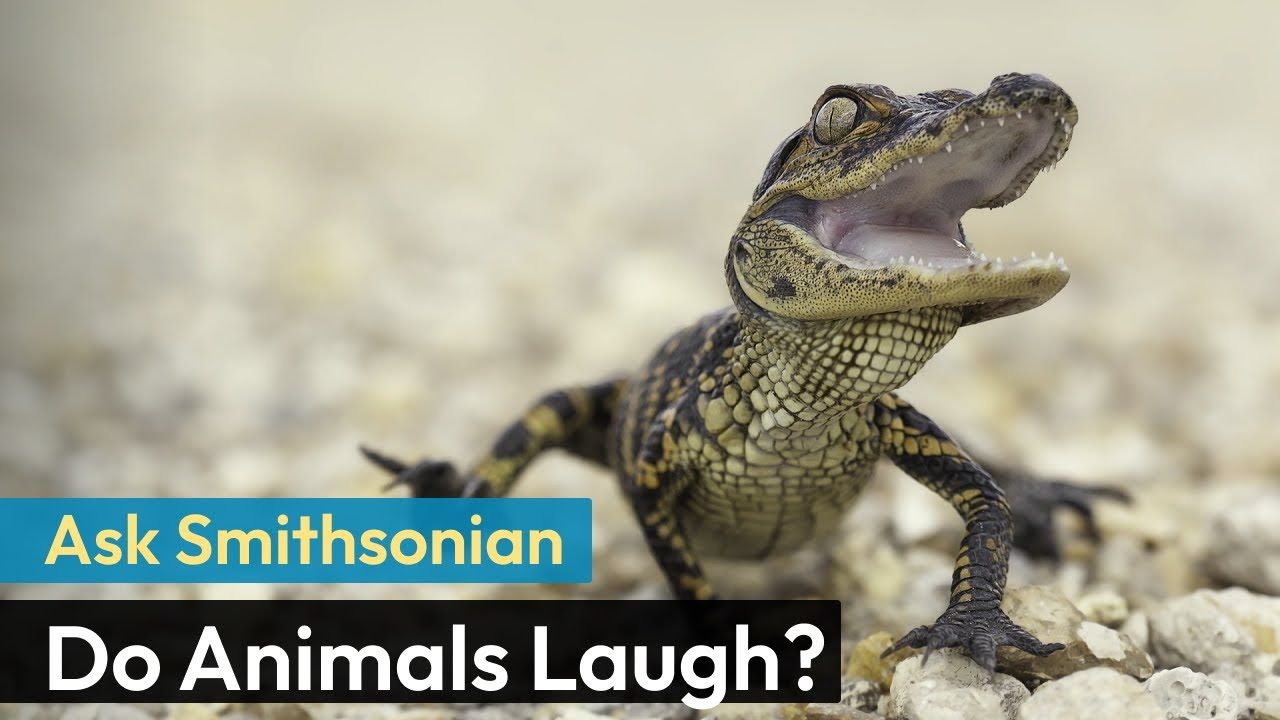 Preview thumbnail for Ask Smithsonian: Do Animals Laugh?