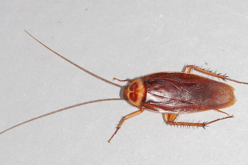 American cockroach