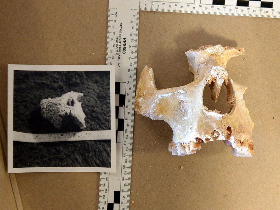 Cannington Bones