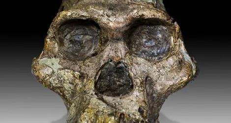 You don’t have to go to South Africa to see Mrs. Ples, an Australopithecus africanus fossil.