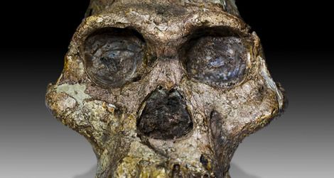 The Best Places to See Hominid Bones Online