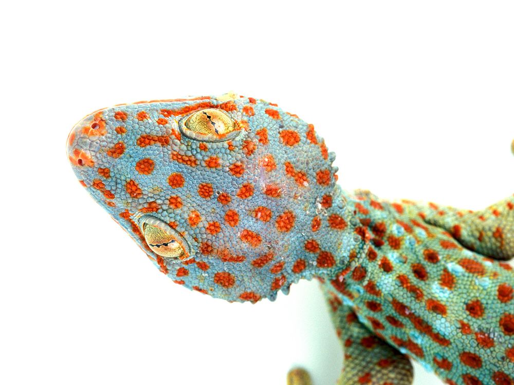 A Quarter of All Reptile Species, Many of Them Endangered, Are Sold Online