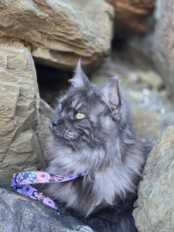 Muffkin Exploring thumbnail