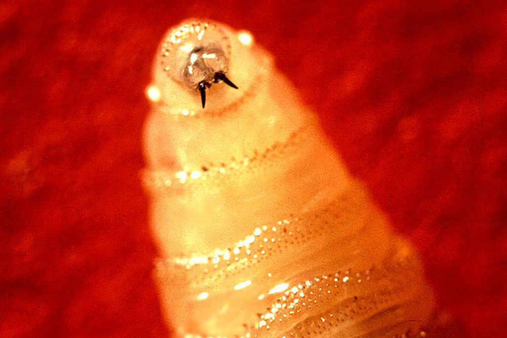 Screwworm Fly larva