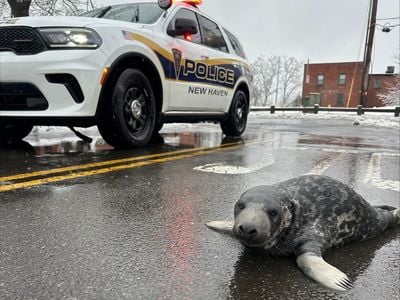 Police helped keep the baby seal out of harm&#39;s way until help could arrive.
