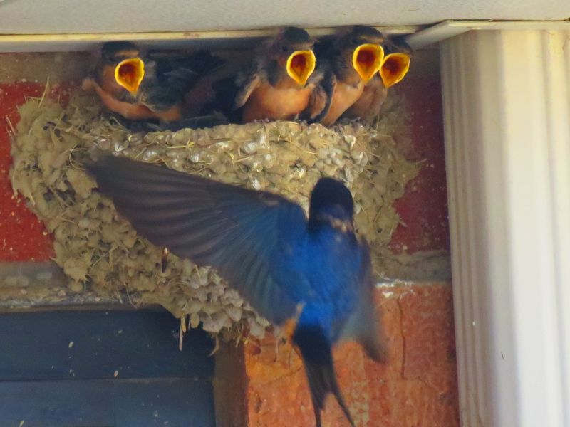 Barn Swallow Babies Smithsonian Photo Contest Smithsonian Magazine