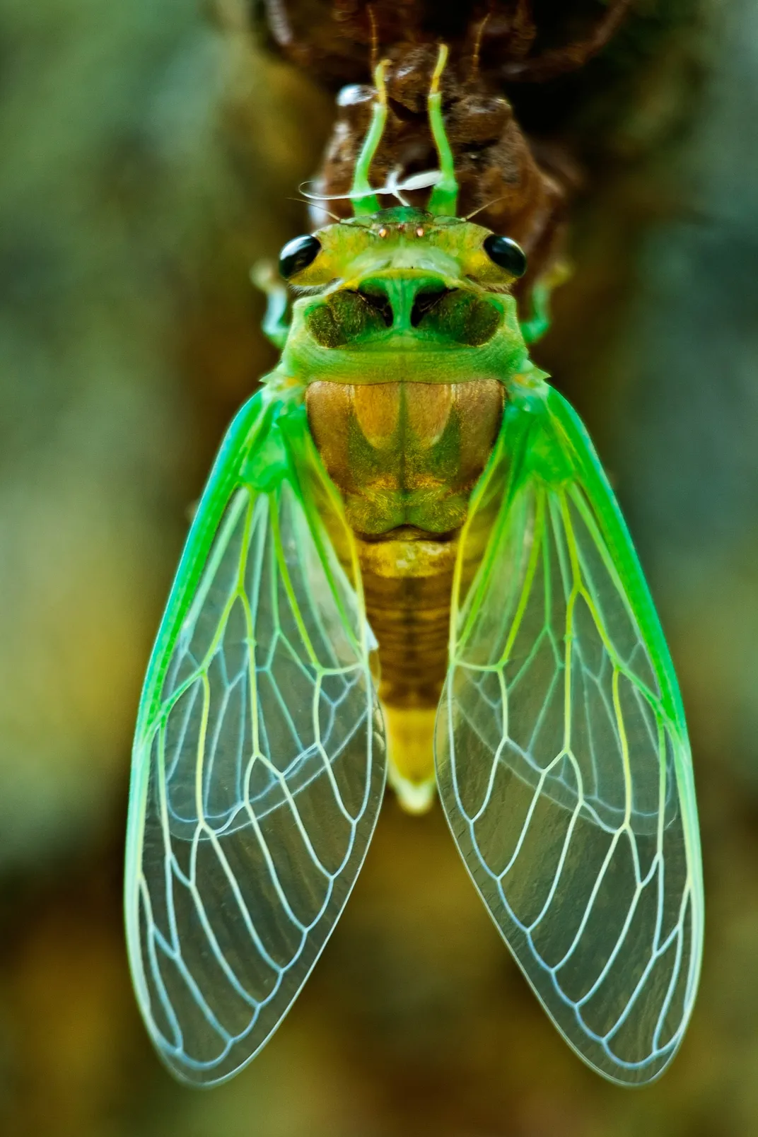 A Cicada nymph in the process of completing its transformation into an ...