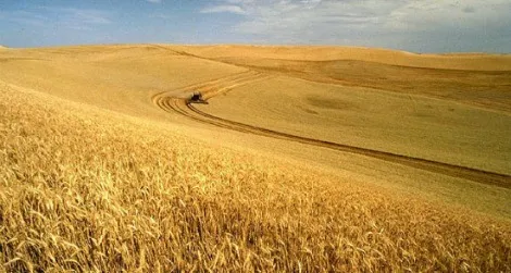 20120419124050wheat-small.jpg