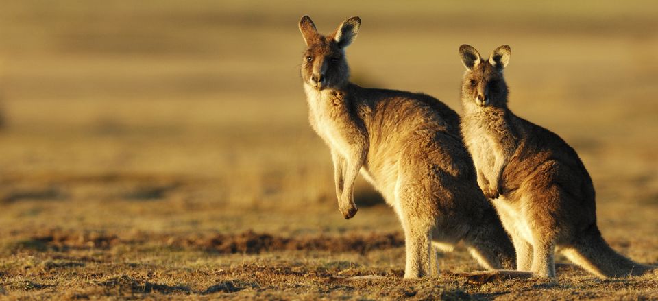  Kangaroos in Tasmania, Australia 