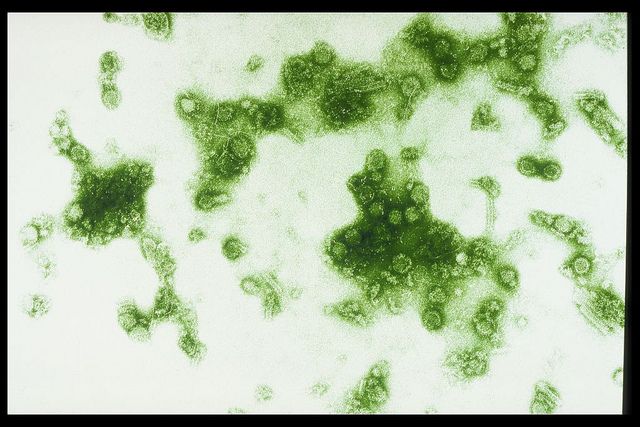 The dengue virus