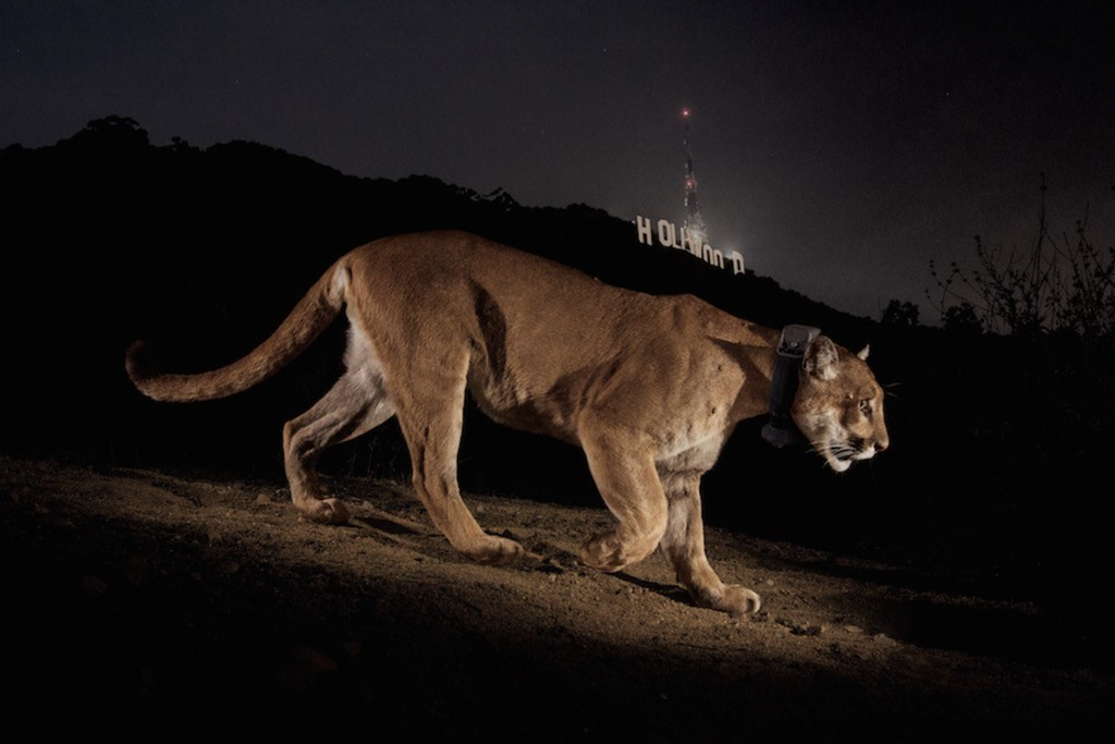 a cougar walks at night with the Hollywood sign in the background