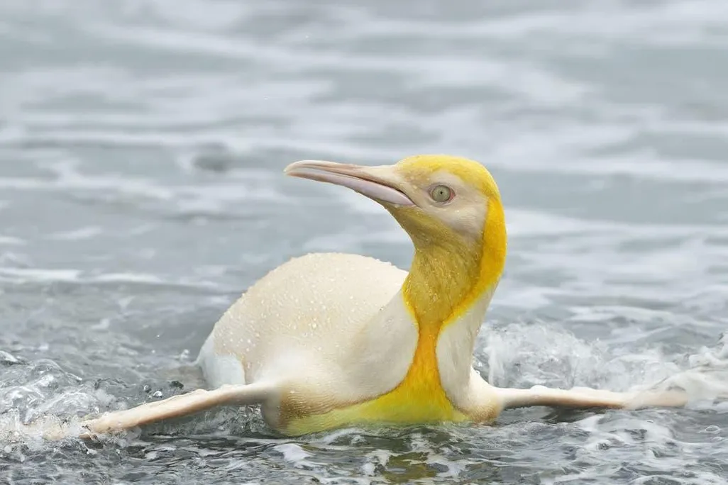 A king penguin with yellow plumage is seen swiming towards the camera 