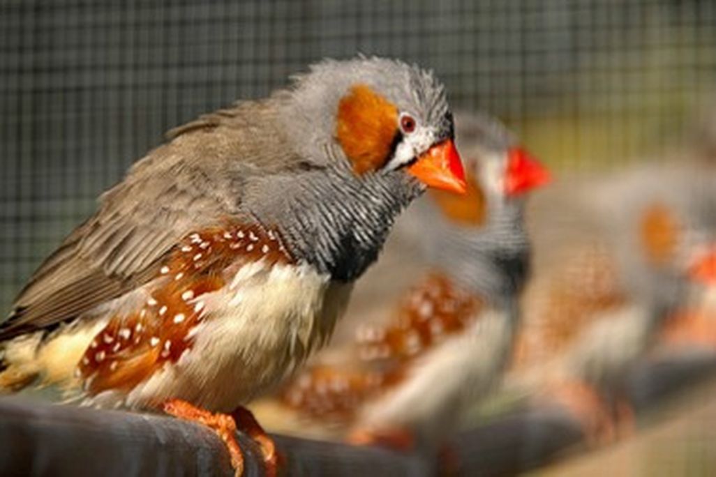 Captive zebra finches