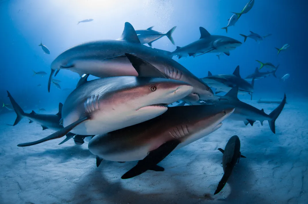 a group of sharks feeding