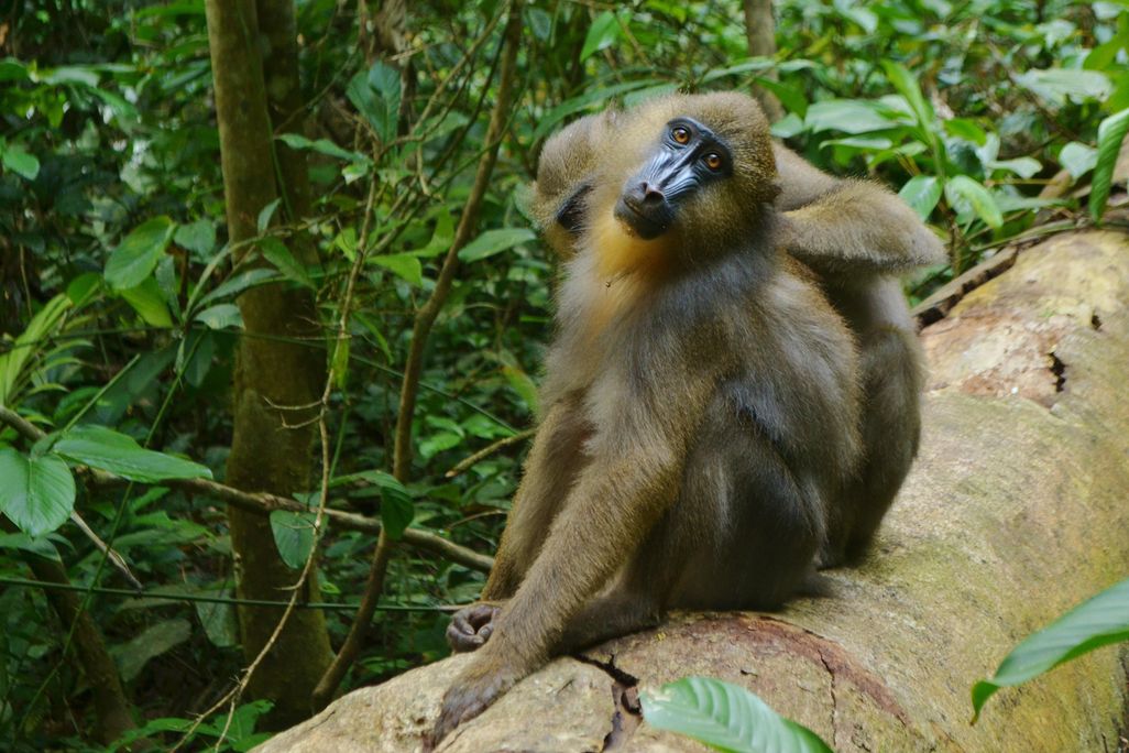 Mandrill Grooming 1