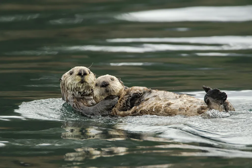 Two sea otters in the water