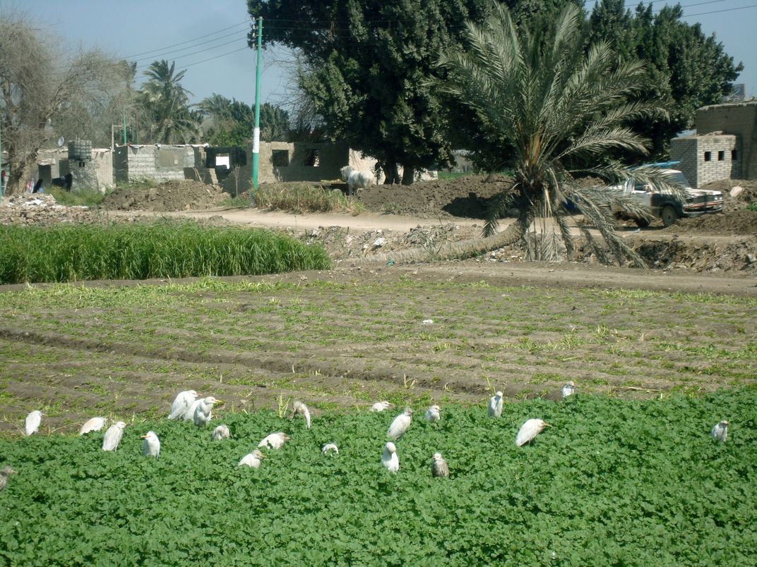 An Egyptian Village nearby Cairo the capital of Egypt where You can see ...