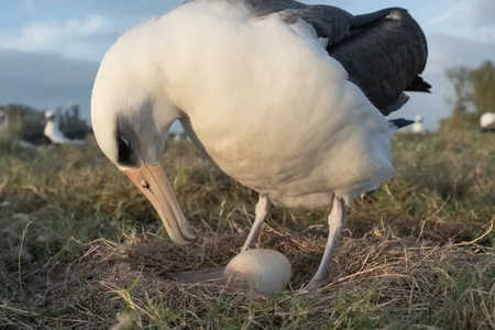 A Laysan albatross checks on its egg.