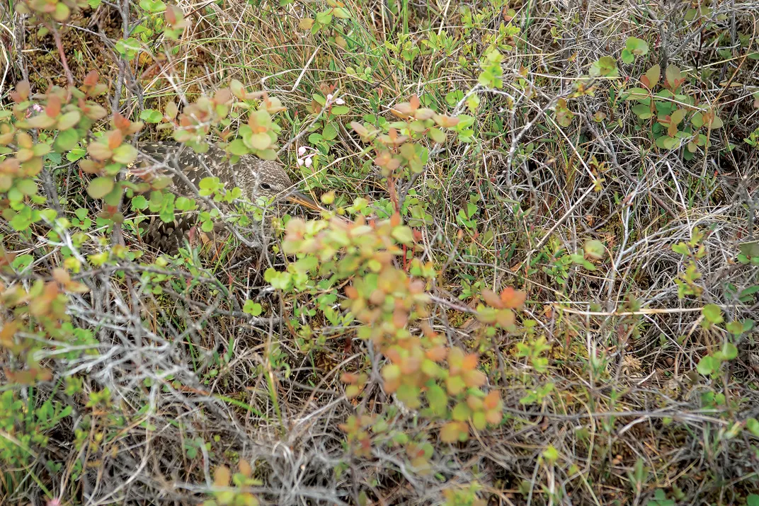 The Hudsonian godwit blending into an Alaskan wetland.