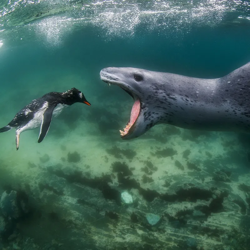 leopard seal eating penguin